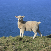Buy canvas prints of Lamb at Baggy Point by David Morton