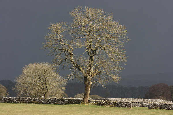 Sunlit Tree against Dark Sky Picture Board by David Morton