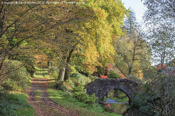  Autumn at Castle Hill Gardens Picture Board by David Morton