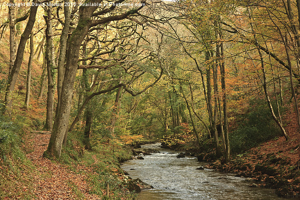 Autumn Trees at Watersmeet Picture Board by David Morton