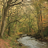 Buy canvas prints of  Autumn Trees at Watersmeet by David Morton