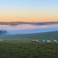 Buy canvas prints of Mist in the Valley by David Morton