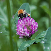 Buy canvas prints of Bee on Clover by David Morton