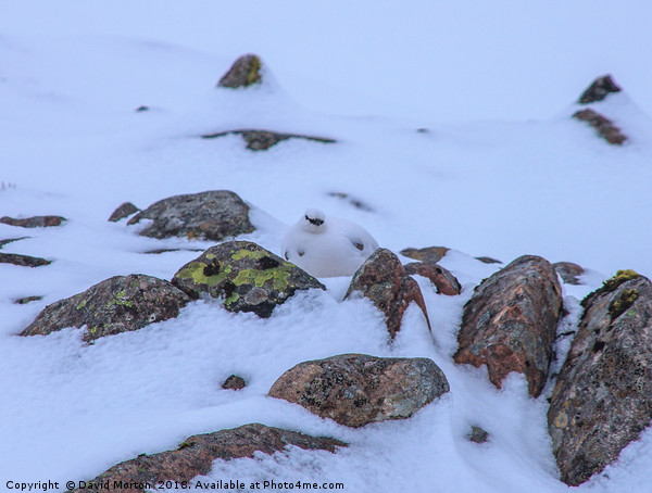 Ptarmigan in Allt a' Mhuillin on walk to Ben Nevis Picture Board by David Morton