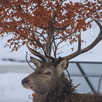 Buy canvas prints of Stag at Loch Ossian Youth Hostel in Winter by David Morton