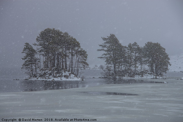 Trees on Loch Ossian in Winter Picture Board by David Morton