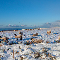 Buy canvas prints of Sheep in the Snow by David Morton