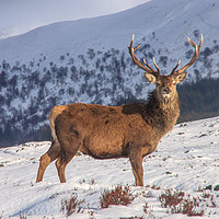 Buy canvas prints of Stag in Winter by David Morton