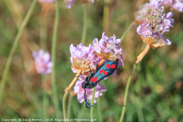 Six Spot Burnet Butterfly on Sea Thrift. Picture Board by David Morton