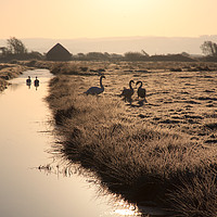 Buy canvas prints of Swans on Braunton Marshes by David Morton