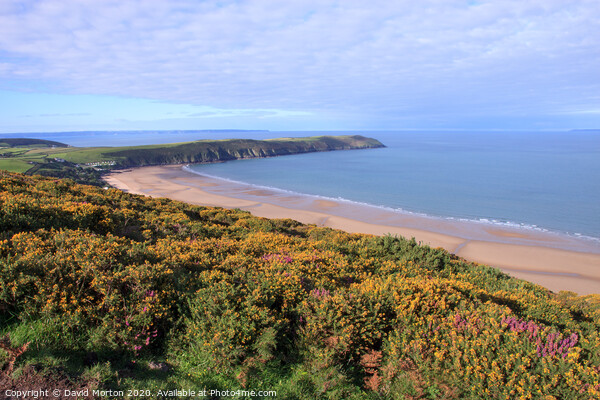 Baggy Point and Putsborough Beach from Woolacombe Down Picture Board by David Morton