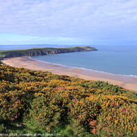 Buy canvas prints of Baggy Point and Putsborough Beach from Woolacombe Down by David Morton