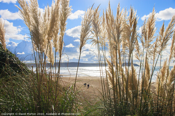 Grasses on Woolacombe Beach Picture Board by David Morton