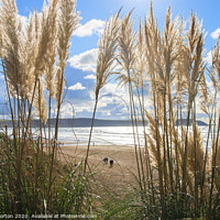 Buy canvas prints of Grasses on Woolacombe Beach by David Morton