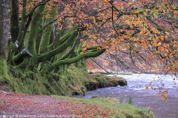 Beech Trees by the River Barle in Autumn Picture Board by David Morton