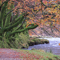 Buy canvas prints of Beech Trees by the River Barle in Autumn by David Morton