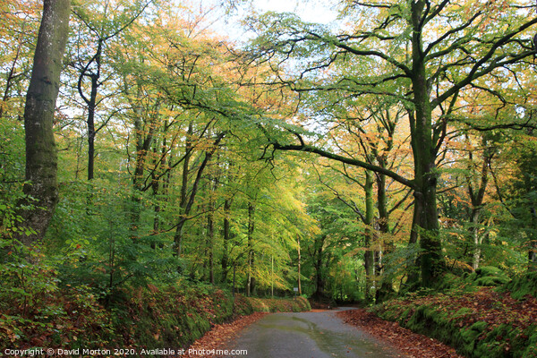 Woodland on the Holnicote Estate in Autumn Picture Board by David Morton