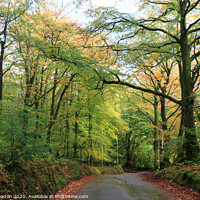 Buy canvas prints of Woodland on the Holnicote Estate in Autumn by David Morton