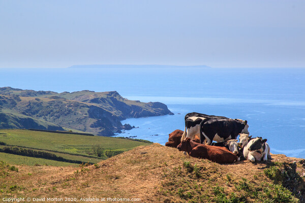 Cows on South West Coastal Path near Lee Picture Board by David Morton