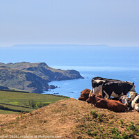 Buy canvas prints of Cows on South West Coastal Path near Lee by David Morton