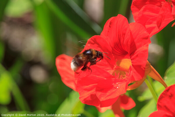 Bee Pollinating a Poppy Picture Board by David Morton