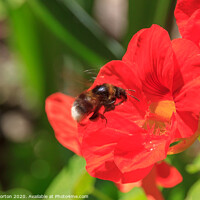 Buy canvas prints of Bee Pollinating a Poppy by David Morton