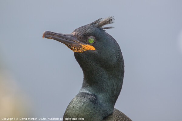 Close up of a Shag on the Island of Lunga. Picture Board by David Morton