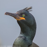 Buy canvas prints of Close up of a Shag on the Island of Lunga. by David Morton