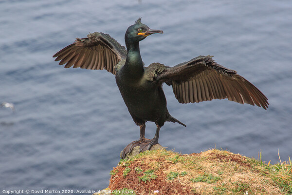 Shag with Wings Spread on the Island of Lunga. Picture Board by David Morton