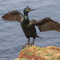 Buy canvas prints of Shag with Wings Spread on the Island of Lunga. by David Morton