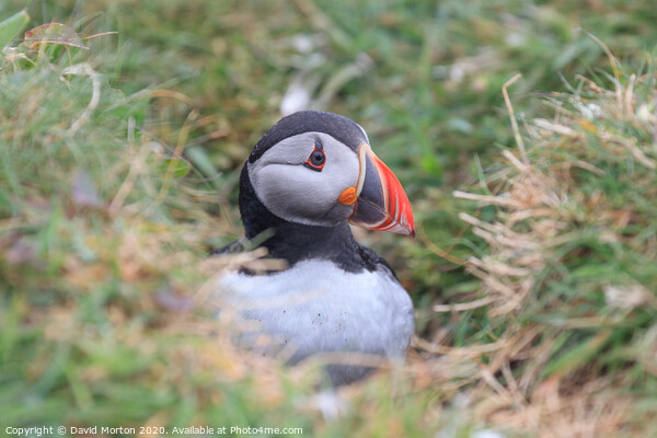 Puffin on the island of Lunga Picture Board by David Morton