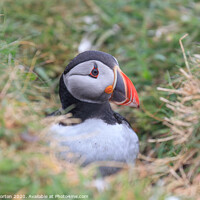 Buy canvas prints of Puffin on the island of Lunga by David Morton