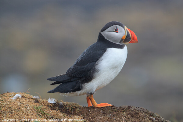 Puffin on the island of Lunga Picture Board by David Morton