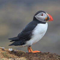 Buy canvas prints of Puffin on the island of Lunga by David Morton