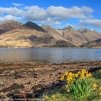 Buy canvas prints of Five Sisters of Kintail  across Loch Duich by David Morton