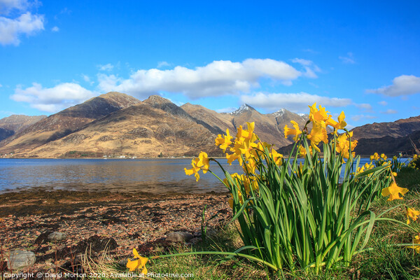 Five Sisters of Kintail  across Loch Duich with Daffodils Picture Board by David Morton