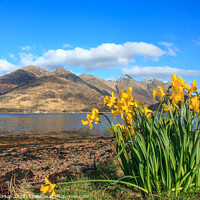 Buy canvas prints of Five Sisters of Kintail  across Loch Duich with Daffodils by David Morton