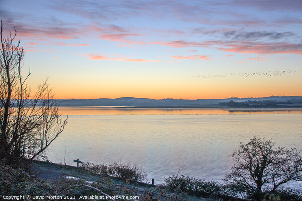 Flock of Birds at Dawn Over the Taw Estuary Picture Board by David Morton