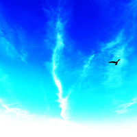 Buy canvas prints of Bird In The Sky- Abstract Photography by Vincent J. Newman