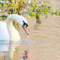 Buy canvas prints of Swan Having A Drink by Vincent J. Newman