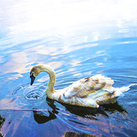 Buy canvas prints of Thirsty Cygnet by Vincent J. Newman