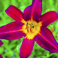 Buy canvas prints of Scarlet Daylily  by Vincent J. Newman