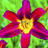 Buy canvas prints of  Scarlet Daylily  by Vincent J. Newman