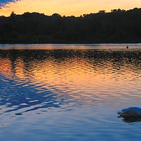 Buy canvas prints of Swan At Sunset, Whitlingham, Norwich, England by Vincent J. Newman