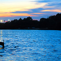 Buy canvas prints of Dog Playing in Whitligham Lake at Sunset, Norwich, by Vincent J. Newman