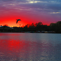 Buy canvas prints of Sunset at Whitlingham Lake, Norwich, U.K by Vincent J. Newman