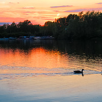 Buy canvas prints of Sunset at Whitlingham Lake, Norwich, U.K  by Vincent J. Newman