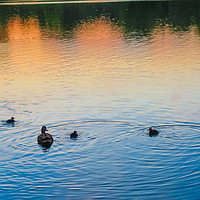Buy canvas prints of Family of Ducks at Sunset by Vincent J. Newman