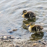 Buy canvas prints of Cute Baby Ducklings by Vincent J. Newman
