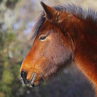 Buy canvas prints of New Forest Pony by John Davies